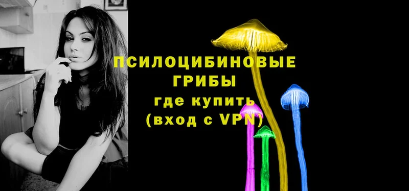 Галлюциногенные грибы Psilocybe  Гуково 